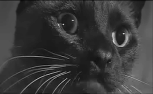 PSYCHO KITTIES FEATURED IMAGE